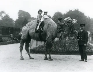 Promenade à dos de chameau de Bactriane avec le gardien Harry Warwick au zoo de Londres, juin 1924
