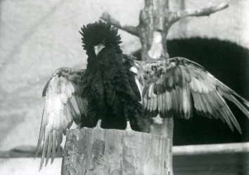 Un aigle bateleur sur une souche d