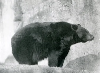 Un ours noir dans son enclos, sur les terrasses Mappin, au zoo de Londres en 1924