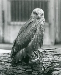 Un milan noir se reposant sur un rondin, zoo de Londres, août 1926