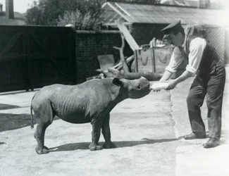 Un petit rhinocéros noir nourri au biberon par son gardien, zoo de Londres, septembre 1928