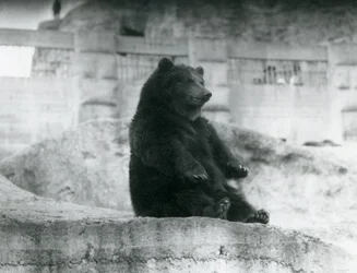 Un Ours brun assis dans son enclos au pied des Terrasses Mappin au Zoo de Londres, septembre 1921