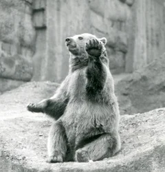 Un ours brun assis sur un rebord rocheux, agitant une de ses pattes avant, Zoo de Londres, septembre 1927