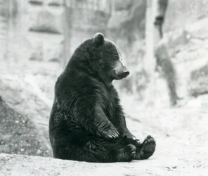 Un ours brun assis sur les rochers des terrasses Mappin, zoo de Londres, juin 1928