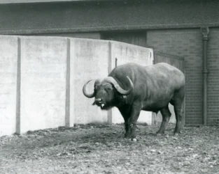 Un buffle du Cap/de l