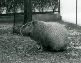 Un capybara assis dans son enclos au zoo de Londres en juin 1927
