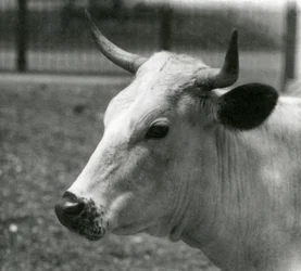 Une vache Chartley au Zoo de Londres, juillet 1924