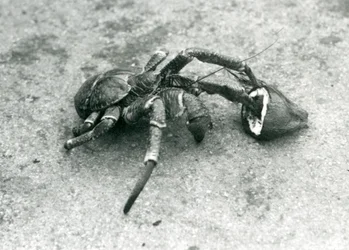 Un crabe de cocotier se nourrissant de noix de coco, Zoo de Londres, juillet 1927