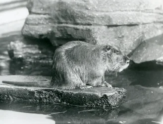 Un ragondin assis sur une corniche rocheuse dans une piscine de son enclos au Zoo de Londres, février 1928 (photo n/b)