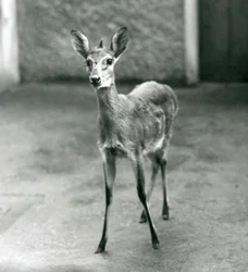 Un Céphalophe de Grimm couronné au zoo de Londres en août 1927