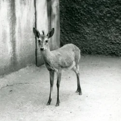 Un Duiker de brousse couronné d
