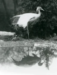 Une grue demoiselle debout, sur une patte, avec son reflet miroir dans le bassin en dessous, zoo de Londres