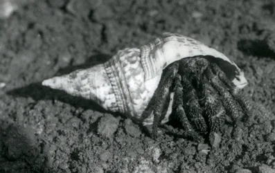 Un crabe ermite géant dans sa coquille, Zoo de Londres en 1925