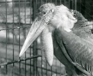 Un grand marabout au zoo de Londres en juillet 1925