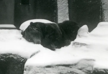 Un grizzly endormi dans la neige, Zoo de Londres, 1924