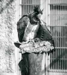 Un aigle harpie au zoo de Londres, avril 1914
