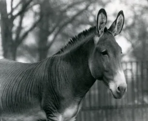 Un zèbre hybride au Zoo de Londres en juillet 1924