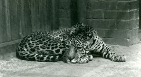 Un jaguar se reposant au zoo de Londres en juin 1924