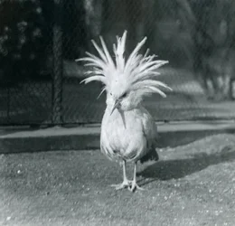Un Kagu ou Cagu déployant ses plumes de crête au zoo de Londres, juin 1921