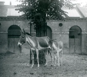 Un kiang et son poulain debout sous un arbre dans leur paddock, zoo de Londres, août 1927