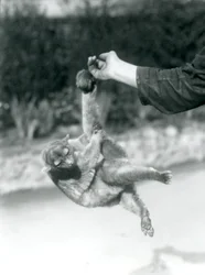 Un kinkajou suspendu au doigt d