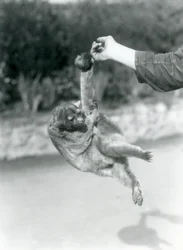 Un kinkajou suspendu au doigt d