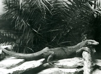 Un dragon de Komodo reposant son cou et ses pattes avant contre une bûche au zoo de Londres en juin 1927
