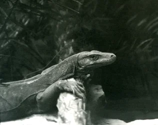 Un dragon de Komodo reposant son cou et ses pattes avant contre une bûche au zoo de Londres en juin 1927