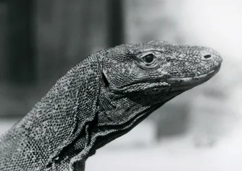 Un dragon de Komodo au zoo de Londres en août 1928