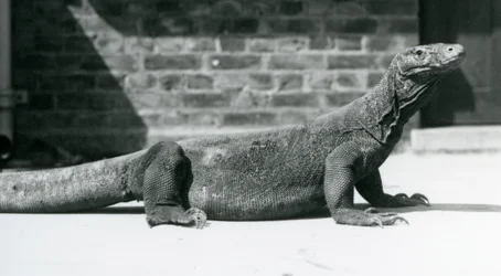 Un dragon de Komodo au zoo de Londres en août 1928