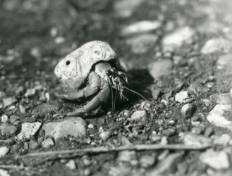 Un crabe ermite terrestre, Zoo de Londres