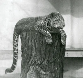 Un léopard couché au sommet d