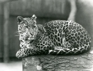 Un léopard se reposant sur une bûche au zoo de Londres en 1929
