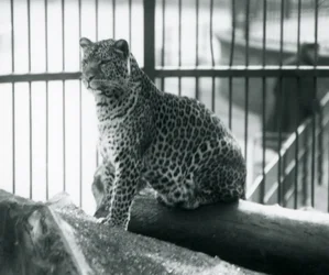 Un léopard assis sur une bûche dans son enclos au Zoo de Londres, septembre 1925
