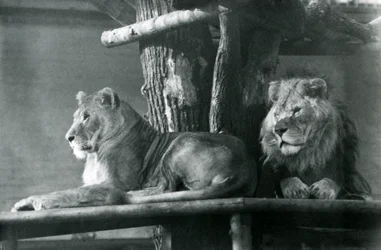 Un lion et une lionne reposant sur une haute plateforme, dans leur enclos, Zoo de Londres en 1929