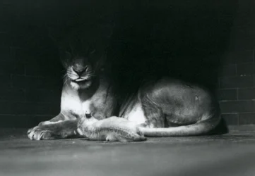 Un lionceau couché avec sa mère à l