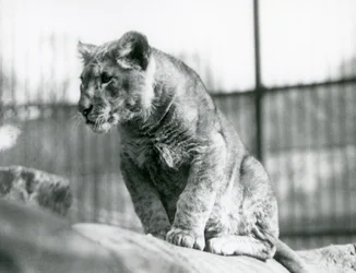 Un lionceau, né dans la ménagerie en juillet 1923, Zoo de Londres, juillet 1924
