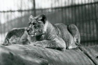 Un lionceau, né dans la ménagerie en juillet 1923, Zoo de Londres, juillet 1924
