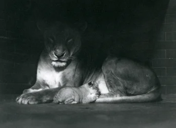 Une lionne et son petit couchés à l