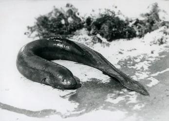 Un Poisson-poumon reposant hors de l