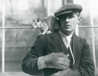 Un rat géant malgache assis sur l