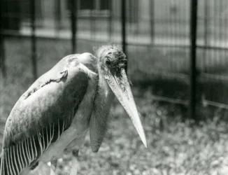 Un marabout debout dans son enclos au Zoo de Londres en septembre 1928