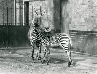 Une zèbre de montagne et son petit au zoo de Londres en 1929