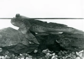 Un gobie, reposant sur des rochers submergés, avec ses yeux au-dessus de l