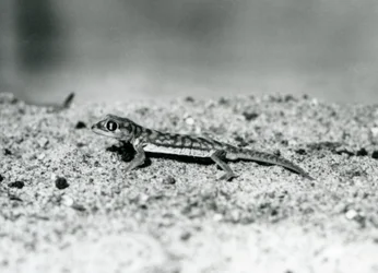 Un gecko des sables du Namib/gecko à pattes palmées debout sur le sable, zoo de Londres, septembre 1928