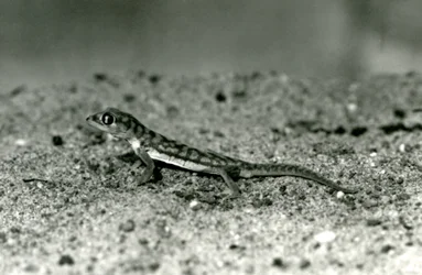 Un gecko des sables de Namib / Gecko à pattes palmées debout sur le sable, Zoo de Londres, septembre 1928