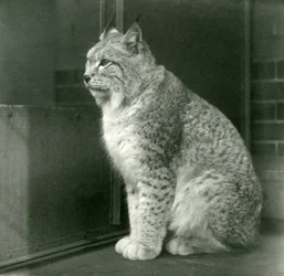 Un lynx boréal, Zoo de Londres, février 1925