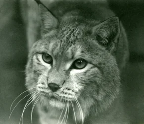 Un lynx boréal, Zoo de Londres, février 1925