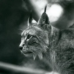 Un lynx boréal au Zoo de Londres, juillet 1925