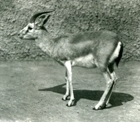 Une gazelle persane au Zoo de Londres en juin 1925